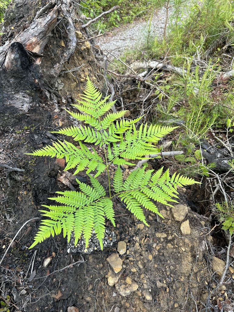 Common bracken from daniel boone national forest pine ridge ky us on