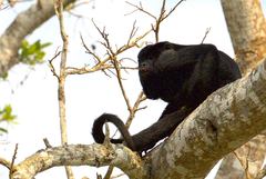 Black Howler photo 4