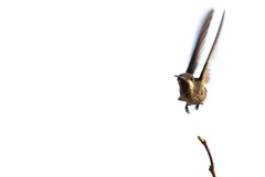 Heliomaster furcifer