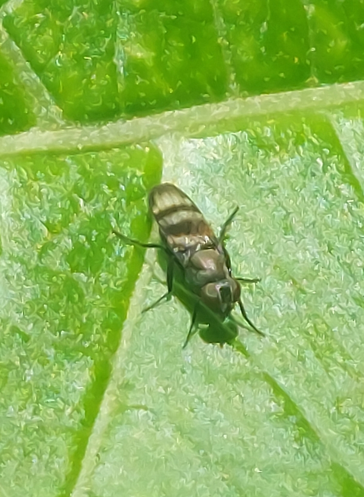 Euxesta leucomelas