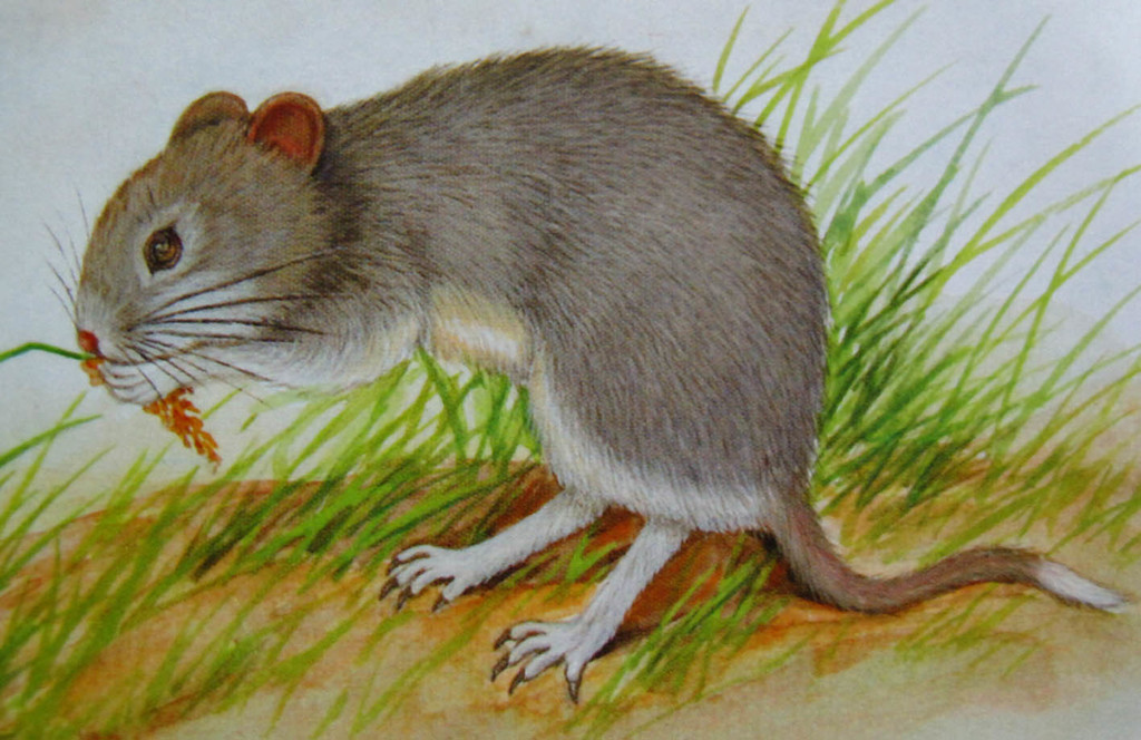 Tscherskia