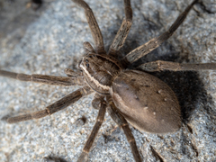 Dolomedes aquaticus