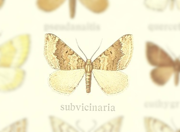 Scotopteryx subvicinaria