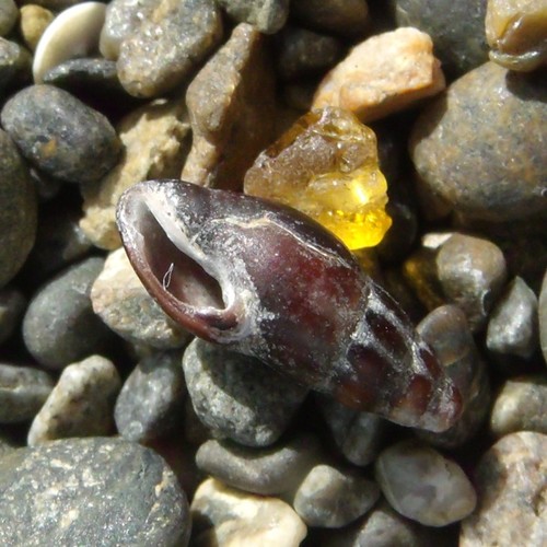 Neoguraleus lyallensis