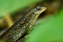 Andaman Grass Skink photo 4