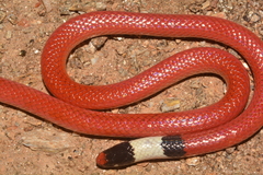 Gomes' Burrowing Snake photo 2