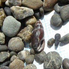 Neoguraleus lyallensis