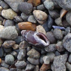 Neoguraleus lyallensis