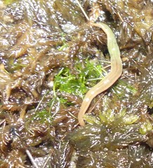 Argonemertes australiensis