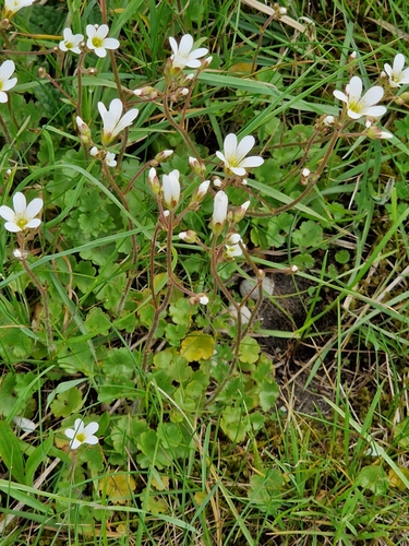 Meadow Saxifrage