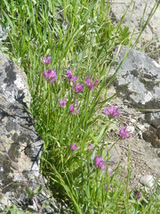 Allium brevistylum