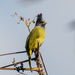 Crested Finchbill - Photo (c) Vijay Anand Ismavel, some rights reserved (CC BY-NC-SA)