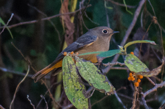 Phoenicurus frontalis