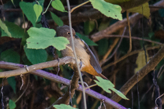 Phoenicurus frontalis