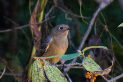 Phoenicurus frontalis
