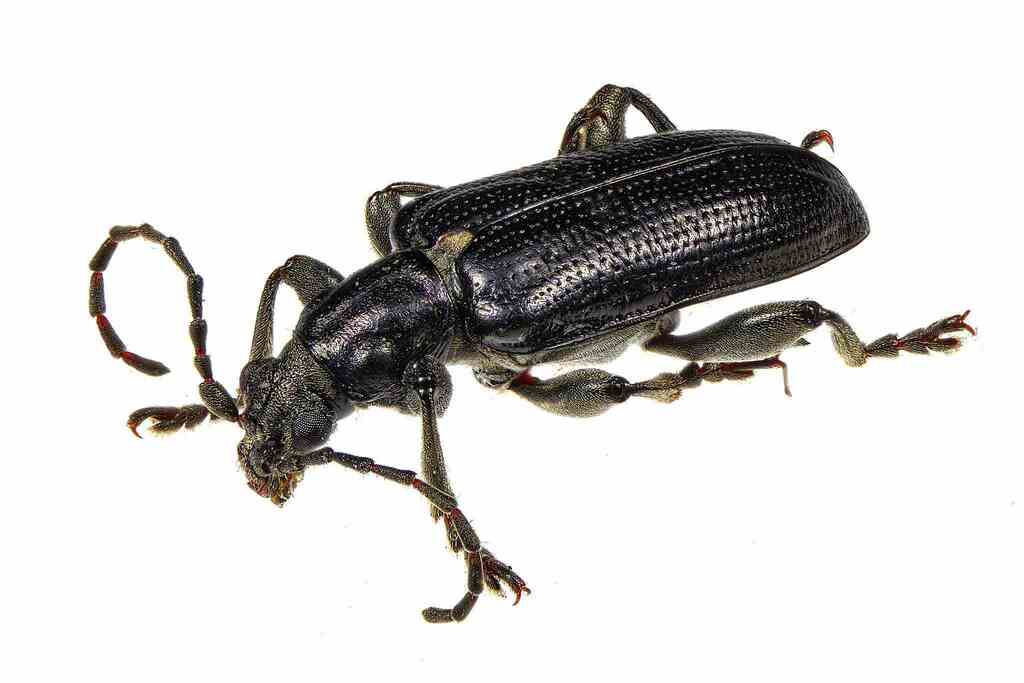 Frost's reed beetle