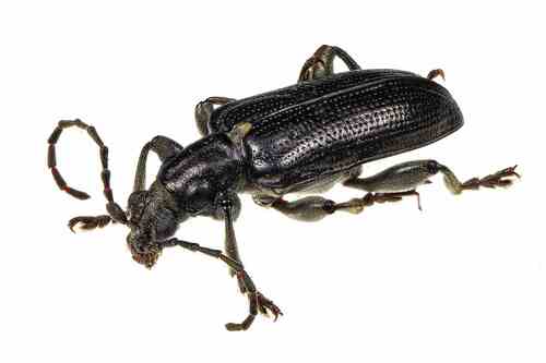 Frost's reed beetle