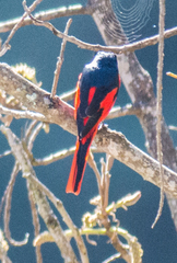 Pericrocotus ethologus