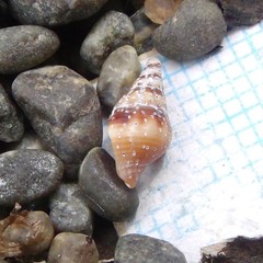 Buccinulum littorinoides