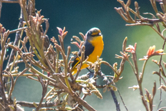 Pericrocotus ethologus