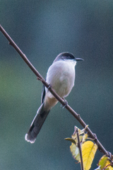 Grey Sibia photo 4