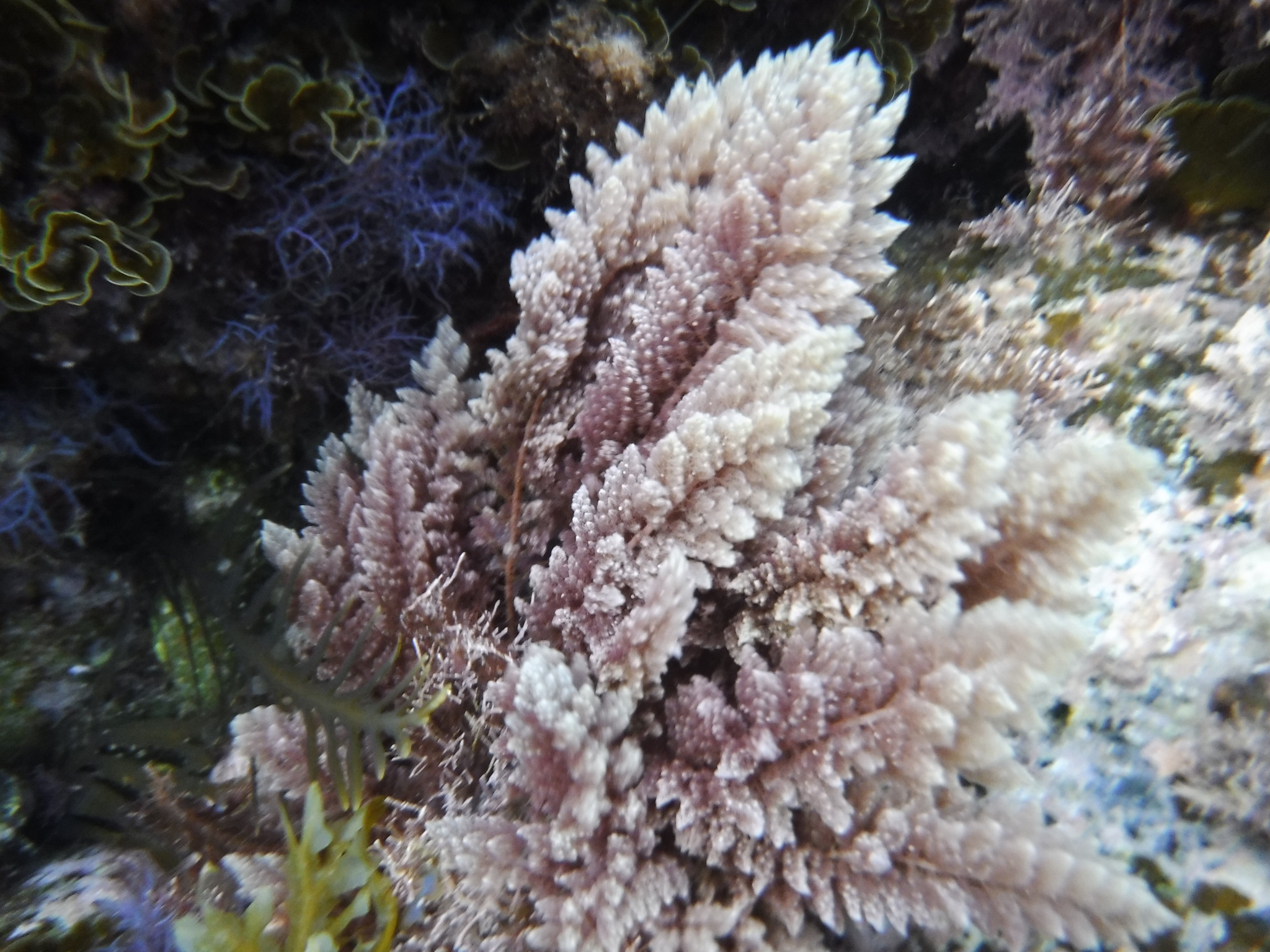 Asparagopsis