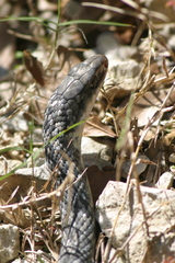 Coluber constrictor anthicus
