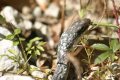 Coluber constrictor anthicus