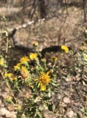 Grindelia squarrosa squarrosa