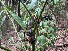 Polyscias australiana