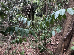 Polyscias australiana