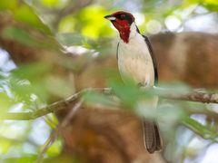 Masked Cardinal photo 4