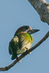 Psilopogon duvaucelii