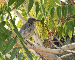 Aphelocoma woodhouseii