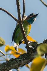 Psilopogon duvaucelii