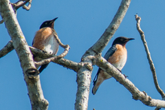 Saroglossa spilopterus