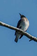 Saroglossa spilopterus