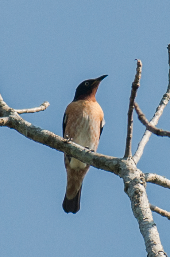Saroglossa
