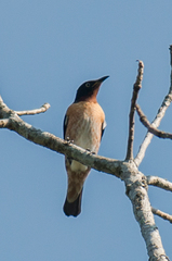 Saroglossa spilopterus