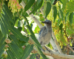 Aphelocoma woodhouseii