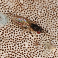 Mycodrosophila
