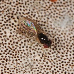 Mycodrosophila