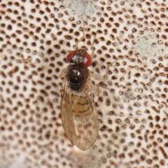 Mycodrosophila