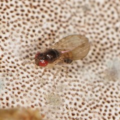 Mycodrosophila
