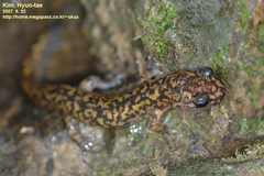 Onychodactylus koreanus