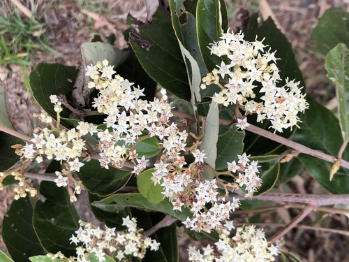 Commersonia macrostipulata
