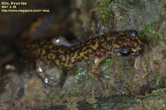 Onychodactylus koreanus