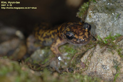 Onychodactylus koreanus