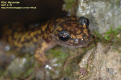 Onychodactylus koreanus