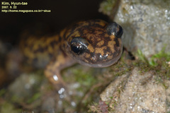 Onychodactylus koreanus